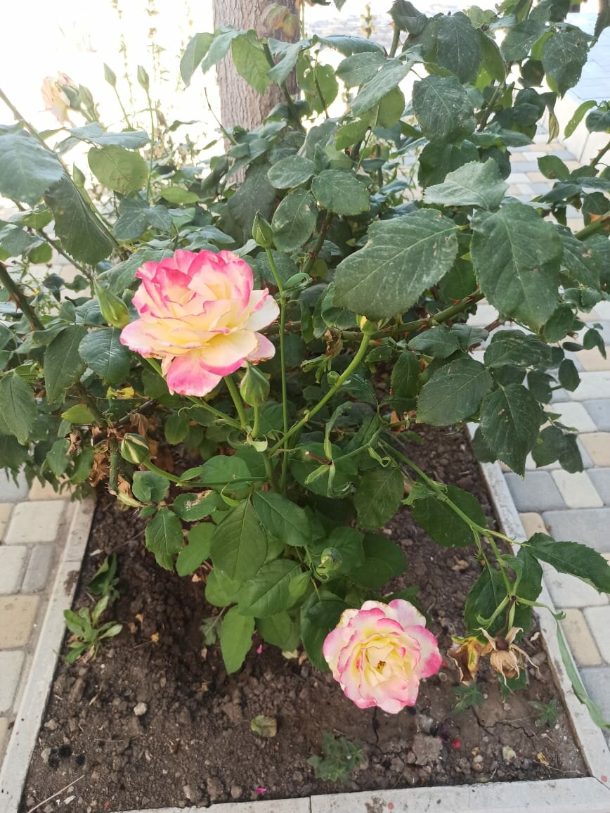 Гостиница Арсенал Евпатория-67