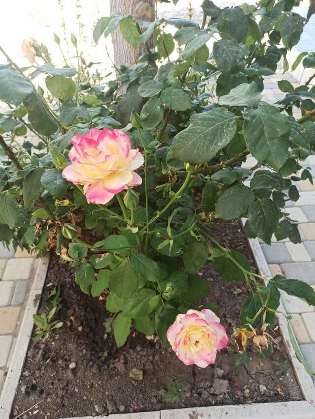 Гостиница Арсенал Евпатория-66